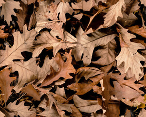 seamless Autumn oak leaves background. Top view of fallen oak leaves.
