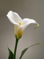 Elegant White Calla Lily with Water Droplets on a Soft Background - Ideal for Botanical Art and Floral Decor