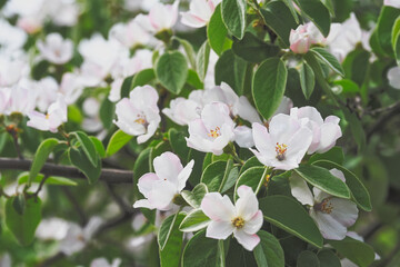 White apple blossoms in a spring garden
