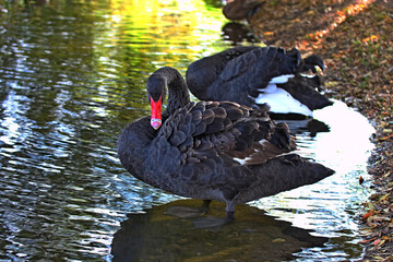 A pair of black swans on the shore of the lake. Cygnus atratus