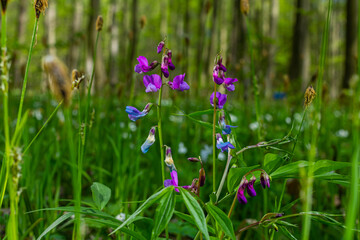 Lathyrus vernus in bloom, early spring vechling flower with blosoom and green leaves growing in forest, macro