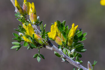 Chamaecytisus ruthenicus blooms in the wild in spring