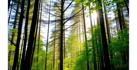 A tranquil forest scene with sunlight streaming through tall trees, highlighting vibrant green foliage and a narrow dirt path.