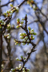 Buds prunus avium, commonly called wild cherry, sweet cherry, gean, or bird cherry. Budbreak. Springtime
