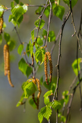 A birch branch with green leaves and earrings. Allergies due to spring blooms and pollen