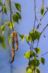A birch branch with green leaves and earrings. Allergies due to spring blooms and pollen
