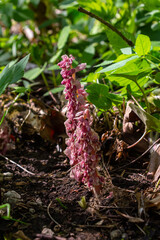 In the spring, Lathraea squamaria grows in the wild in the wild