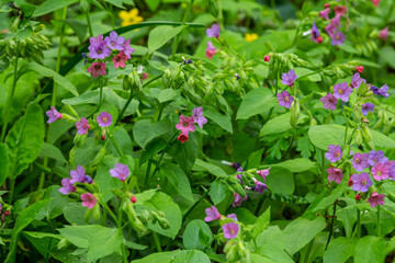 Vivid and bright pulmonaria flowers on green leaves background close up