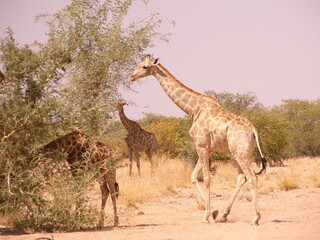 Girafes dans la savane namibienne