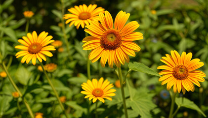 field of sunflowers