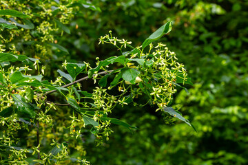 Flowering European spindle tree, Euonymus europaeus, flowering plant