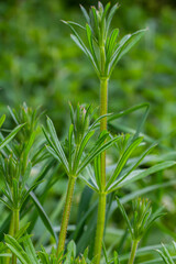 The Cleavers Galium aparine have been used in the traditional medicine for treatment of disorders of the diuretic, lymph systems and as a detoxifier
