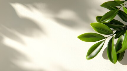 Fototapeta premium A plant with green leaves on a white wall