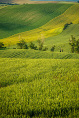 Agriculture fields with crop and vineyards at summer.