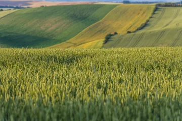  Agriculture fields with crop and vineyards at summer. © marcin jucha