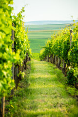 Naklejka premium Agriculture fields with crop and vineyards at summer.