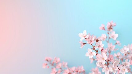 Delicate cherry blossoms on pastel background