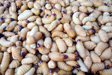 Coconut worms are alternative food and the food of the future rich in protein.