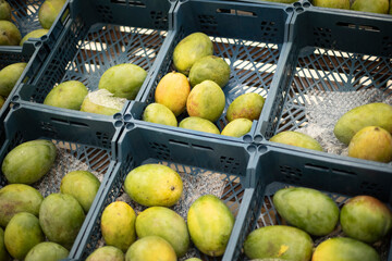 Selling vegetables in a store. Vegetable market. Healthy food.