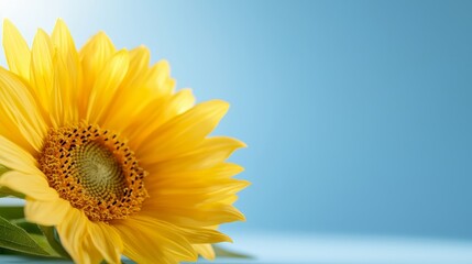Obraz premium A single yellow sunflower on a blue background