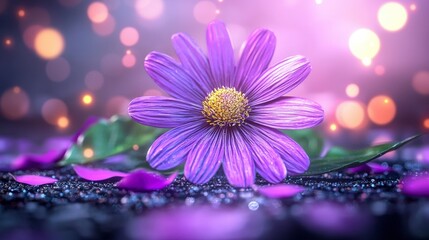 Obraz premium Vibrant Purple Flower Petals Blooming Daisy Cinematic Lighting Soft Shadows Glowing Ac