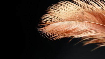 A close up of a feather on a black background