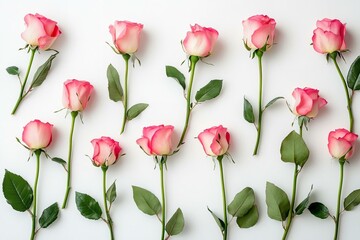 Obraz premium Flowers composition. Rose flowers on white background. Valentines day mothers day womens day concept.