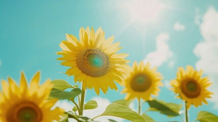 Sunlit sunflowers in a field against a bright blue sky.