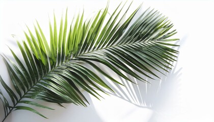 Obraz premium Palm tree isolated on white. Tropical palm leaf shadows, isolated on white background