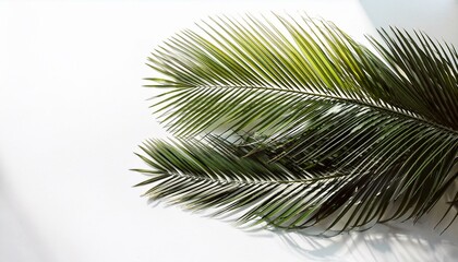 Palm tree isolated on white. Tropical palm leaf shadows, isolated on white background

