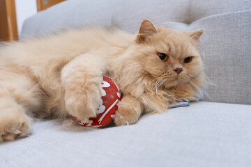 Yellow British longhair cat happily playing with cat toy hydrangea hammer