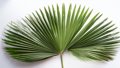 Palm tree isolated on white. Tropical palm leaf shadows, isolated on white background

