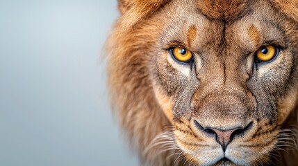 Fototapeta premium A close up of a lion's face with yellow eyes