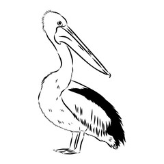 Birds collection Australian pelican bird isolated vector image Pelican Black and white vector