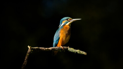 kingfisher on branch waiting in the dark