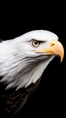 Fototapeta premium Majestic Bald Eagle Portrait Wildlife Bird Nature Closeup Feather Animal Black Back