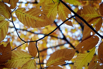 autumn leaves on the tree