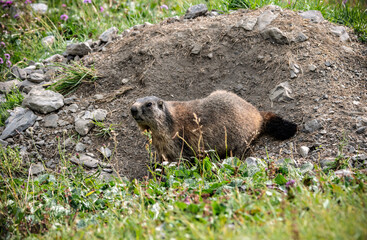 European marmot in the grass