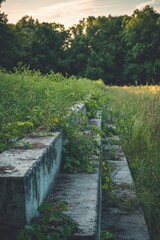 Fototapeta premium Overgrown concrete steps leading into a lush green area during golden hour