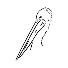 Birds collection Australian pelican bird isolated vector image Pelican Black and white vector