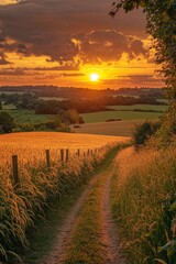 Obraz premium Scenic view of a path through a wheat field at sunset, with golden light illuminating the landscape