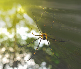 spider on a web