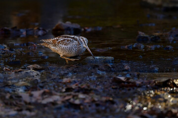 冬に山の渓流やせせらぎで見られる忍者みたいな渡り鳥のアオシギ