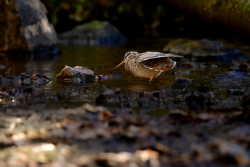 冬に山の渓流やせせらぎで見られる忍者みたいな渡り鳥のアオシギ