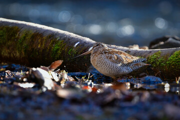 冬に山の渓流やせせらぎで見られる忍者みたいな渡り鳥のアオシギ