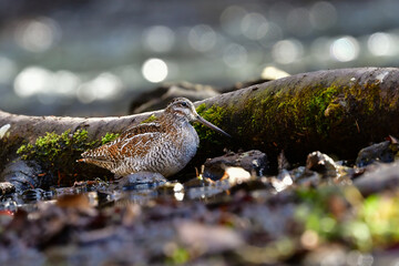 冬に山の渓流やせせらぎで見られる忍者みたいな渡り鳥のアオシギ