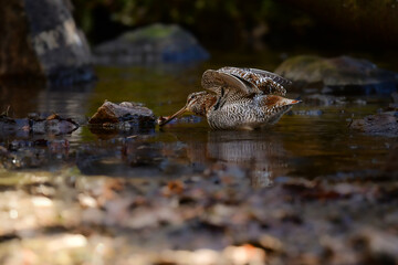 冬に山の渓流やせせらぎで見られる忍者みたいな渡り鳥のアオシギ