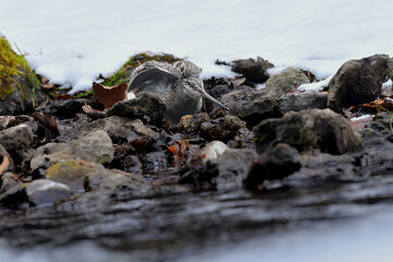 雪の積もった真冬の山の渓流で見られる忍者のような渡り鳥、アオシギ