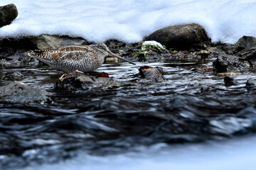 雪の積もった真冬の山の渓流で見られる忍者のような渡り鳥、アオシギ
