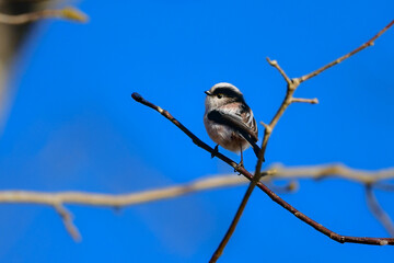 Fototapeta premium 秋に見られる長い尾を持つかわいい小鳥、身近な日本の野鳥、エナガ